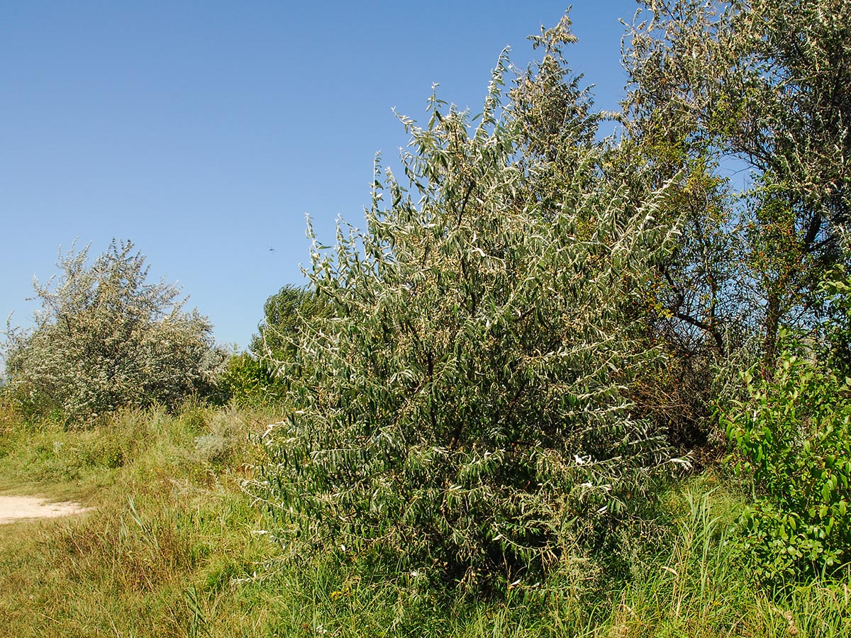 Strauch